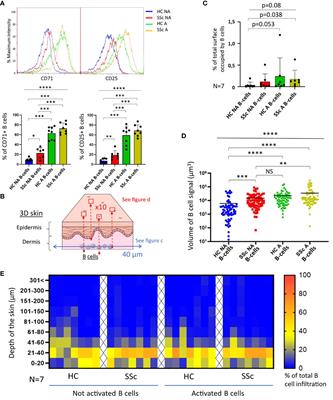 Characteristics and impact of infiltration of B-cells from systemic sclerosis patients in a 3D healthy skin model